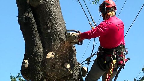 Tree trimmers say don't wait until the last minute for service