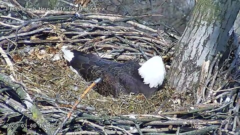 Hays Eagles - Red-Tailed Hawk Calls - (Incubation Day 16) 03-06-2023 @10:48