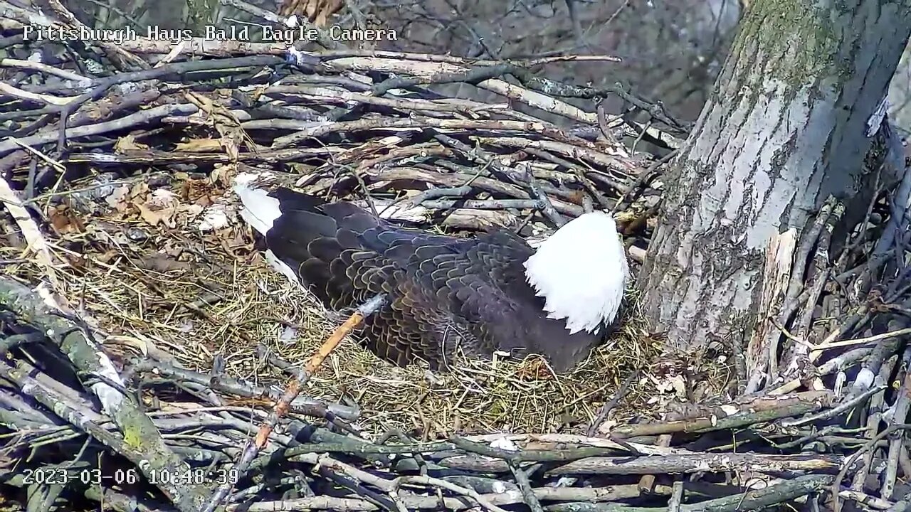 Hays Eagles - Red-Tailed Hawk Calls - (Incubation Day 16) 03-06-2023 @10:48