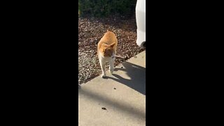 garfield the cat exploring