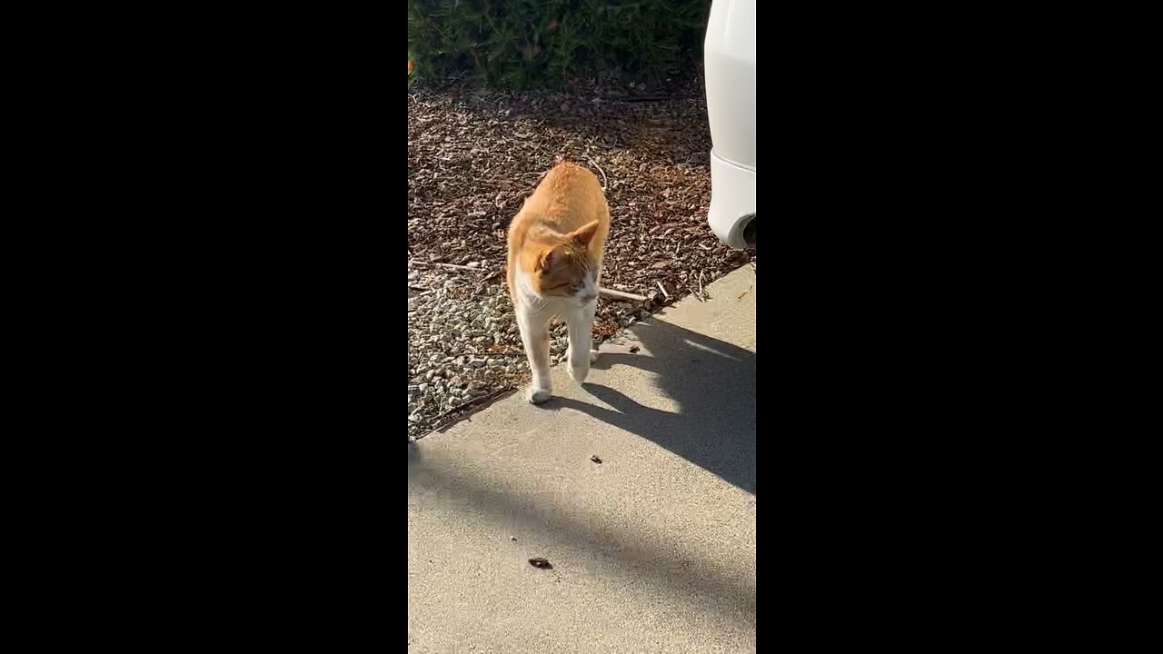 garfield the cat exploring