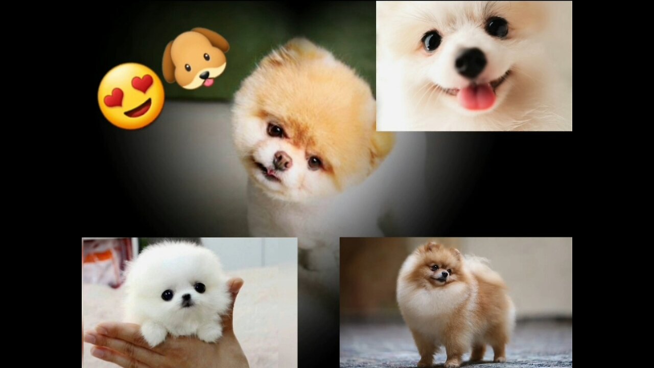 Funny animals