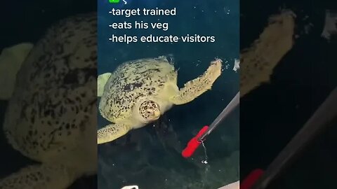 Helps Educate Visitors 📸 Nationalmarineaquarium #Shorts