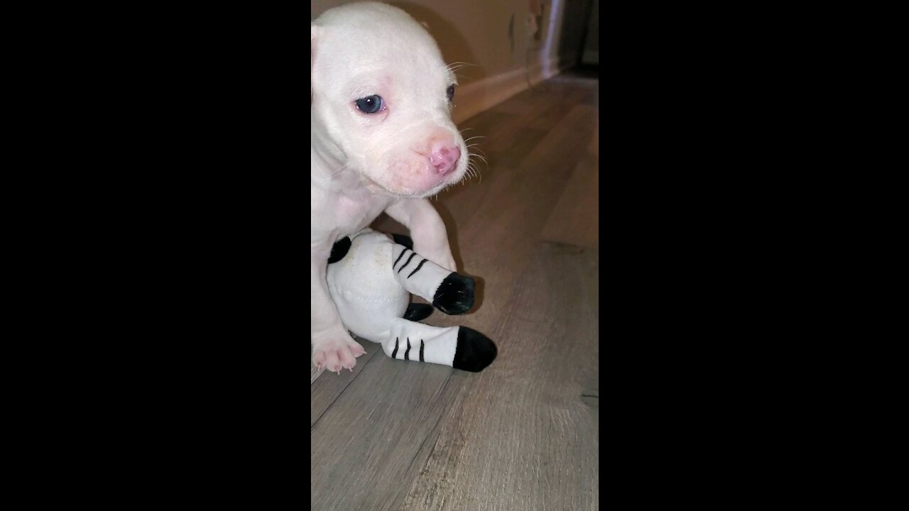 Goky the pitbull has an accident