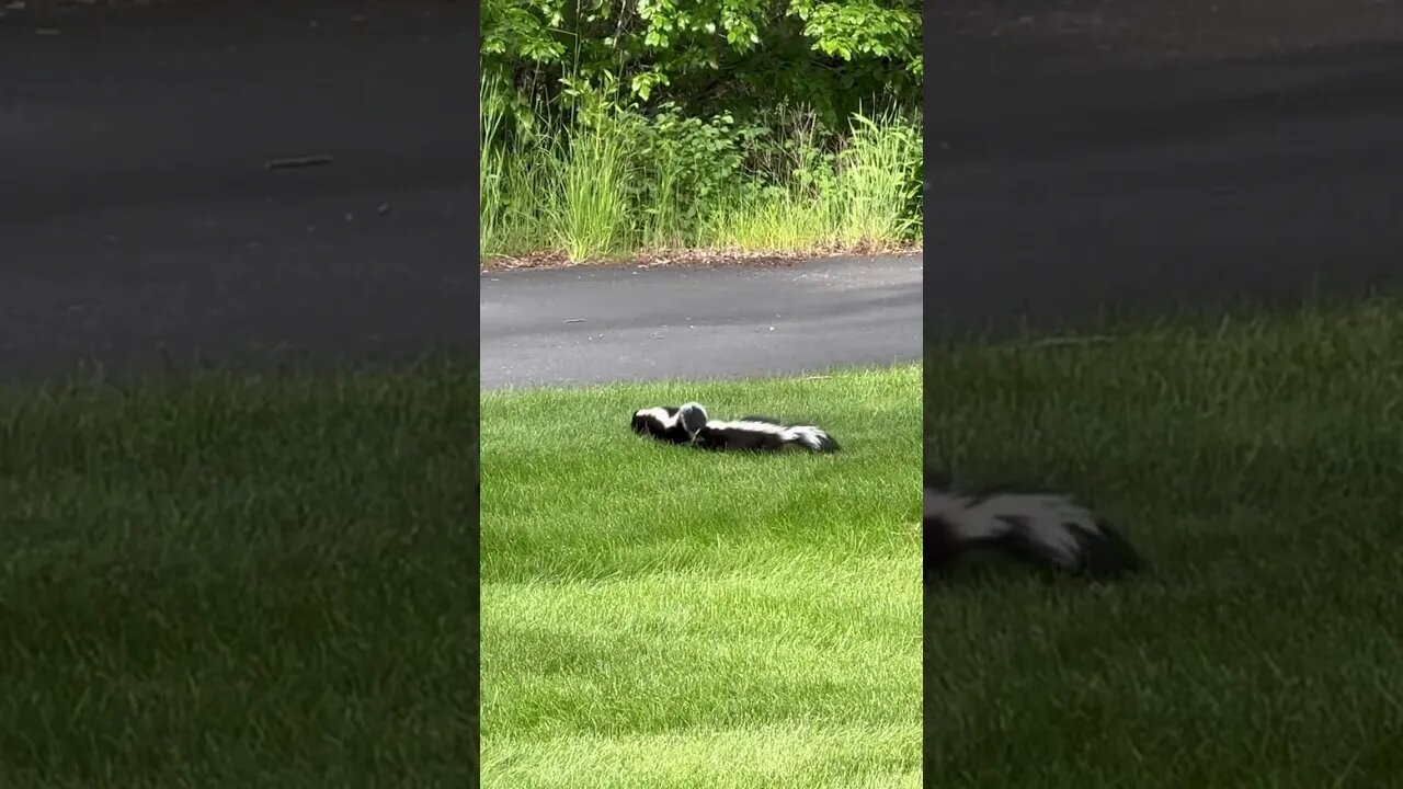 Skunks having a good time