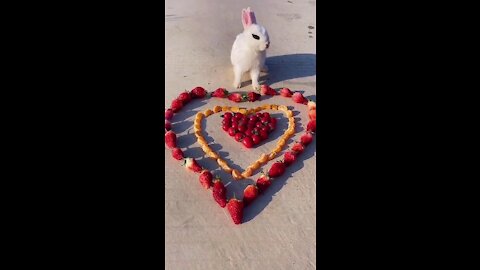 Rabbit with the Heart