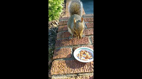 Mika The Cute Squirrel 🐿️😍❤️‼️