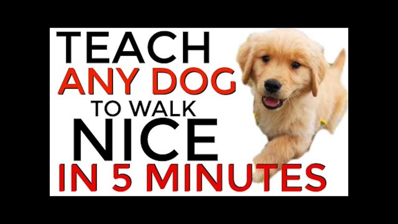 Teach all dog breeds to walk well on the leash | 5 MINUTE DOG TRAINING RESULTS!