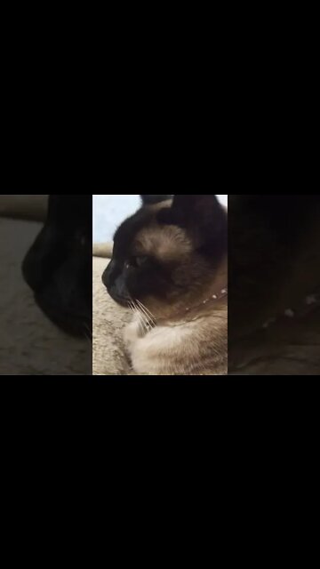 my cat is better than yours