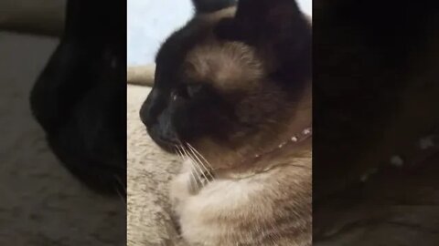 my cat is better than yours