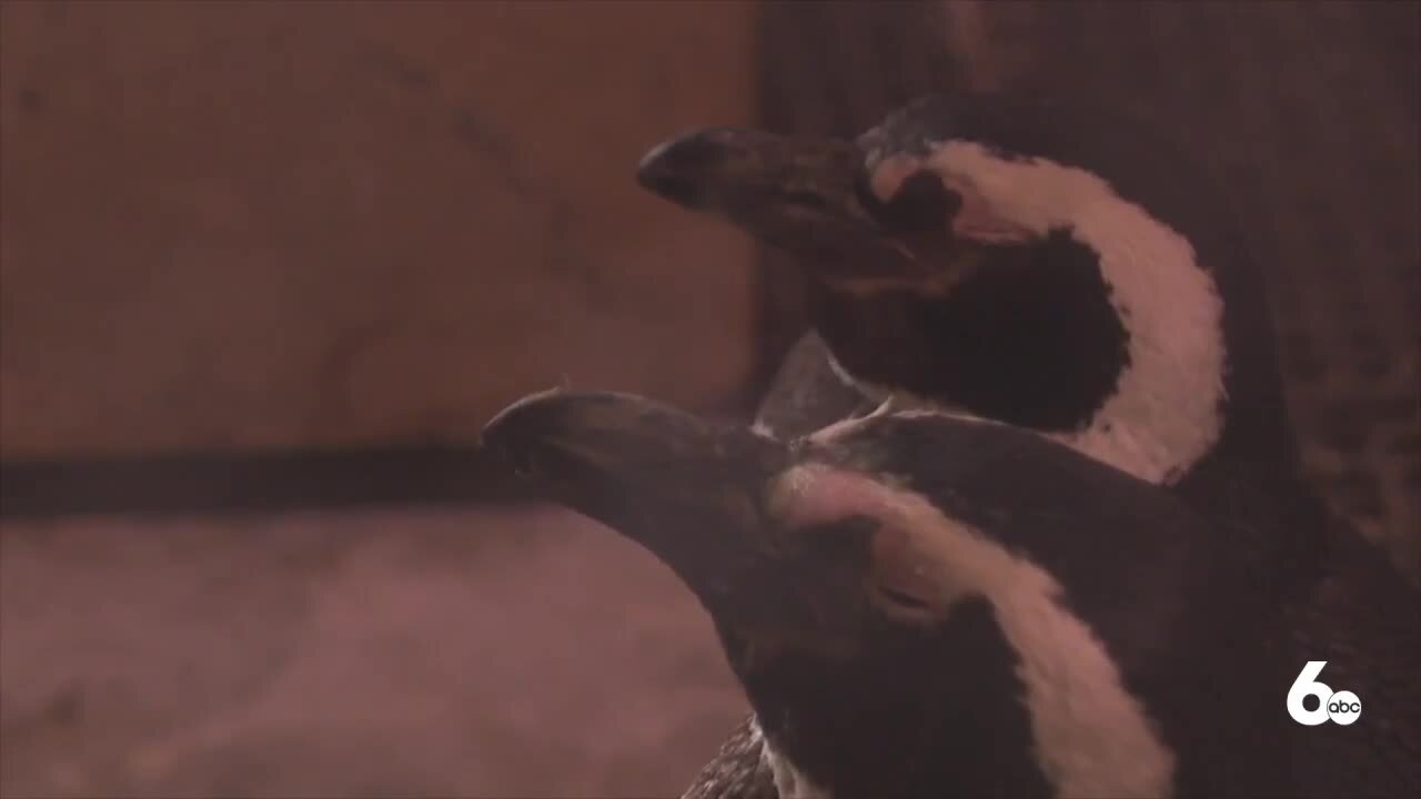 Zoo Boise keeps animals cool during heatwave