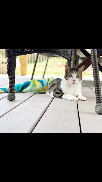 My cat is preparing for the morning meal