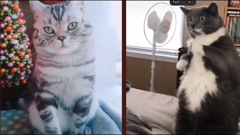 Funny video of cute cats from the internet