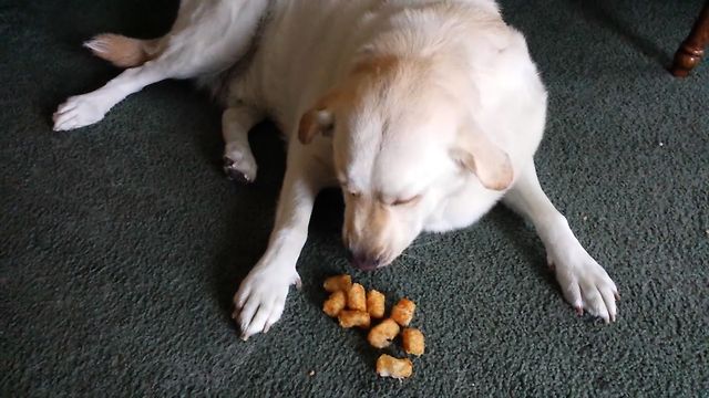 Guilty Dog Hides Tator Tots