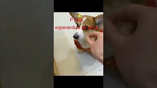 Cenas exclusivas de um petista recebendo a picanha do Lula!