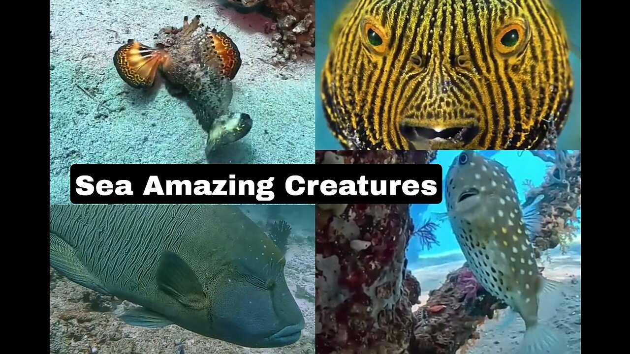 Sea Amazing Creatures