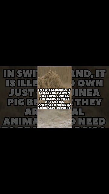 Incredible Random Facts That Will Expand Your Mind! [2023] #shorts #facts #viralshorts #fyp #life