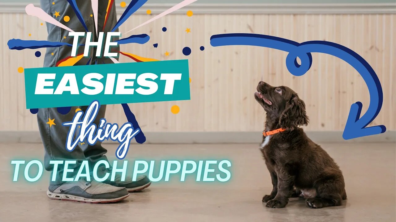 Easiest Thing To Teach Your Puppy - Sit