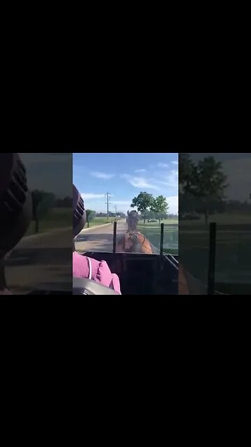 Open Amish Buggy Ride