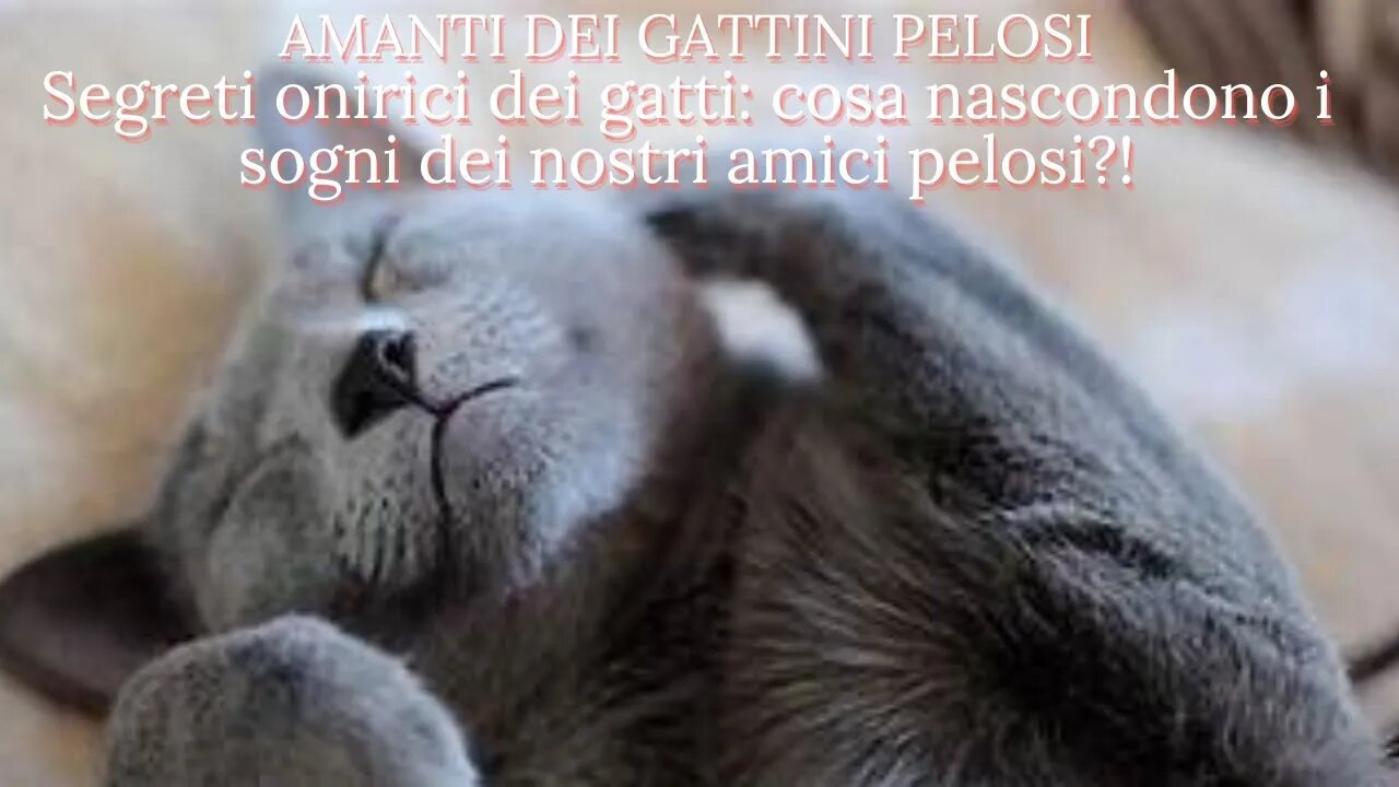 Segreti onirici dei gatti: cosa nascondono i sogni dei nostri amici pelosi?!