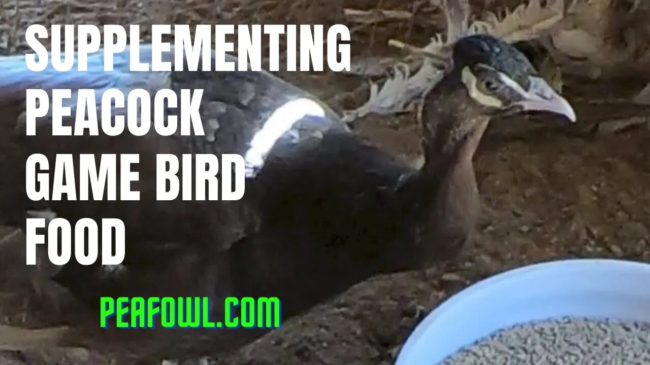 Supplementing Peacock Game Bird Food, Peacock Minute, peafowl.com