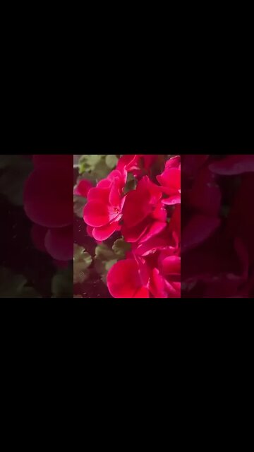 Most beautiful red flowers i have ever seen- red like scarlet #beauty