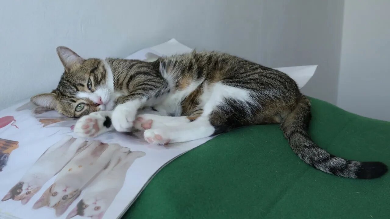 Adorable Cat Covers His Eyes with the Paws