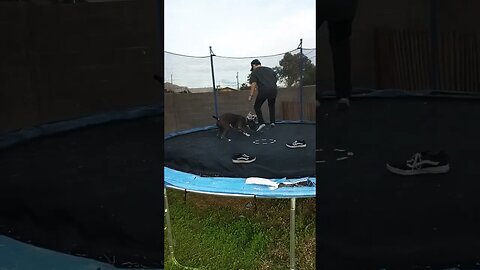 trampoline play #einsteinsbackyard #pitbulls #shortvideo #dog #shorts #pitties #shortsvideo #arizona