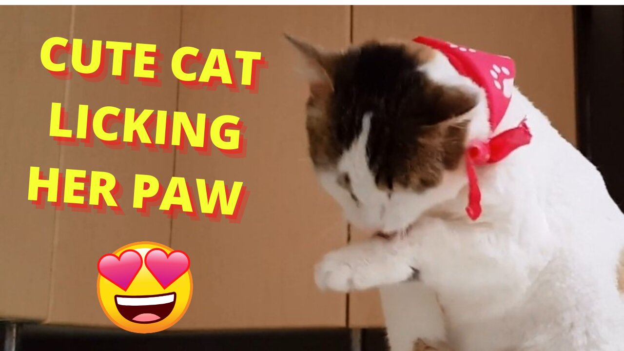 Cute cat licking her paw on camera