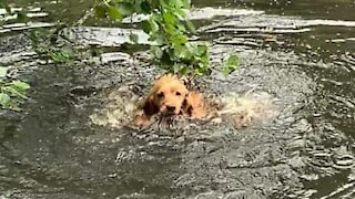 Dog fetches tree branch by mistake