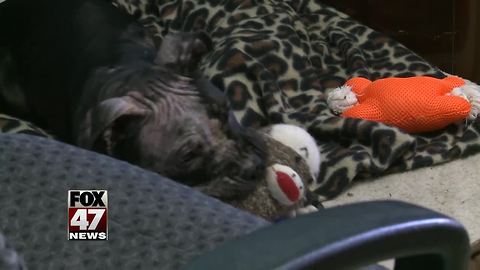 UPDATE: Abused pit bull puppy doing better