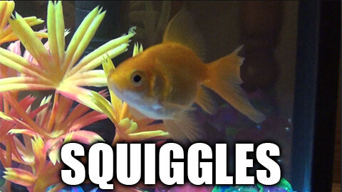 Meet Squiggles!