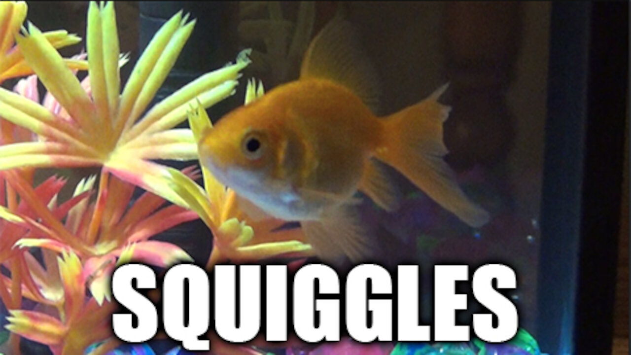 Meet Squiggles!