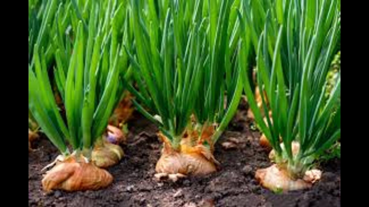 Onion plant