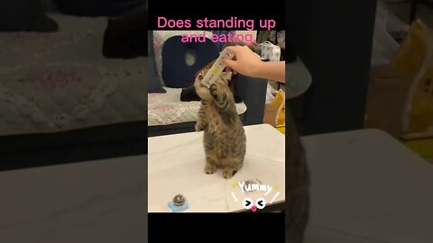 🐱Cutest Cats🐱