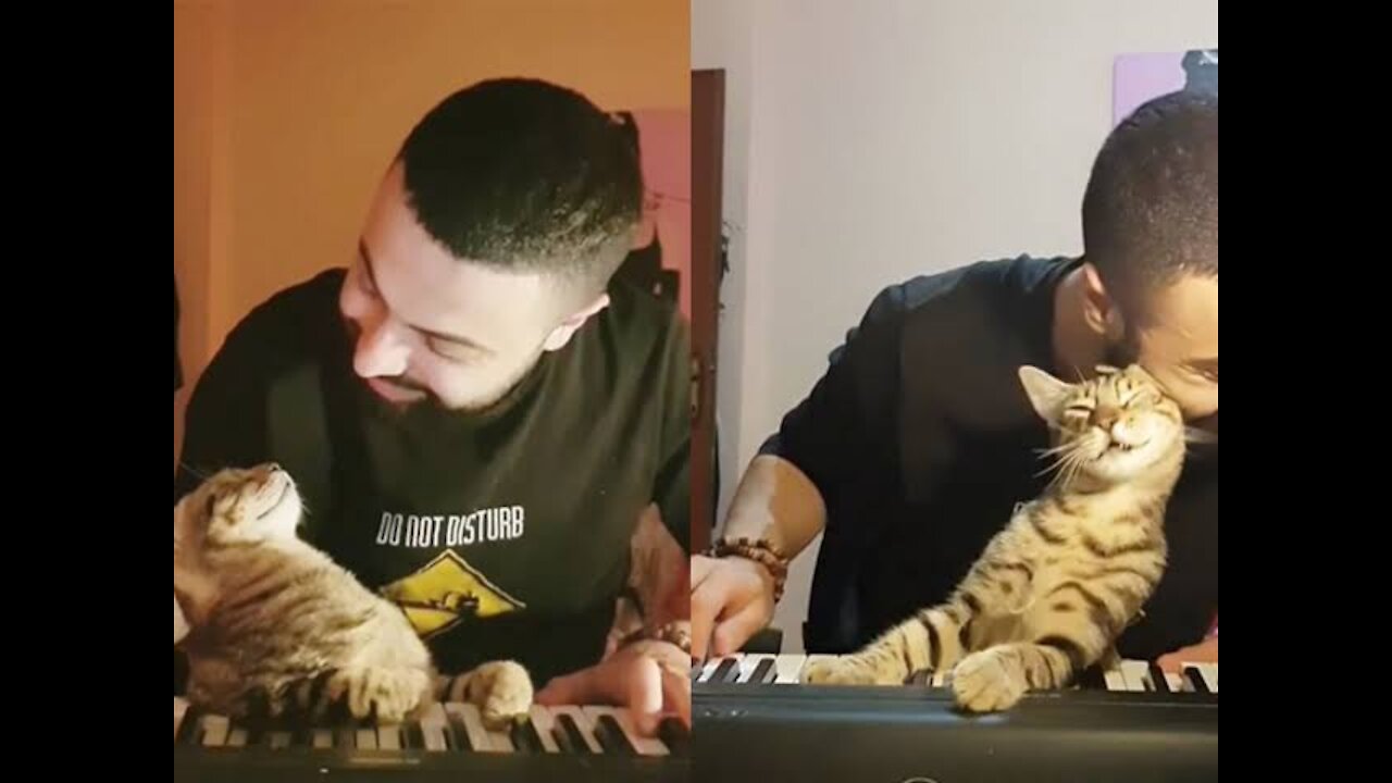 Cat loves owner's piano playing,Check out that adorable request for a hug