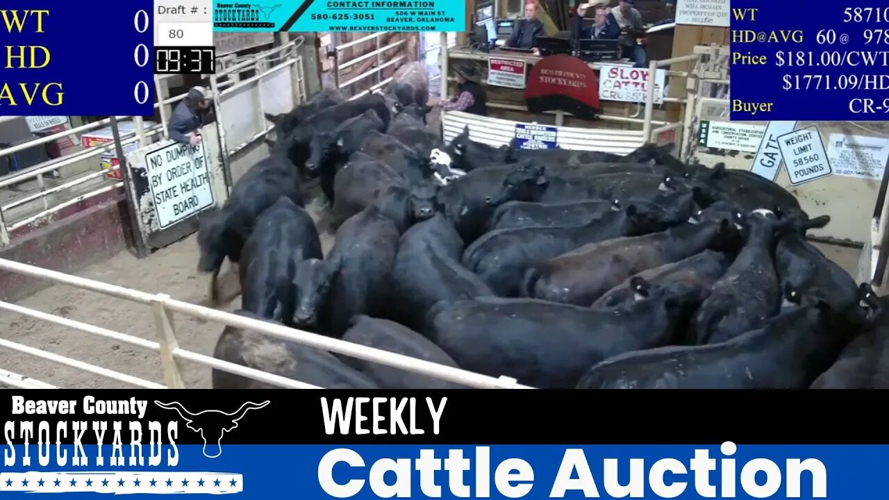 5/9/2023 - Beaver County Stockyards Livestock Auction
