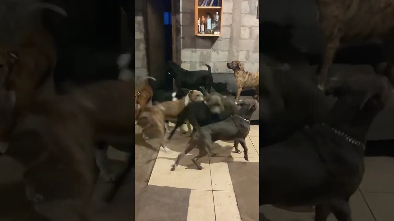 Do you get this excited when your friends come out?