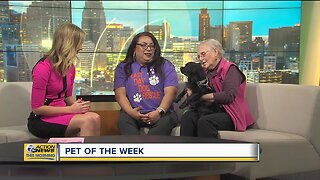 Pet of the Week - Wicket