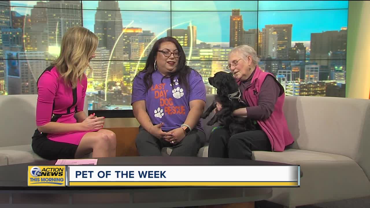 Pet of the Week - Wicket