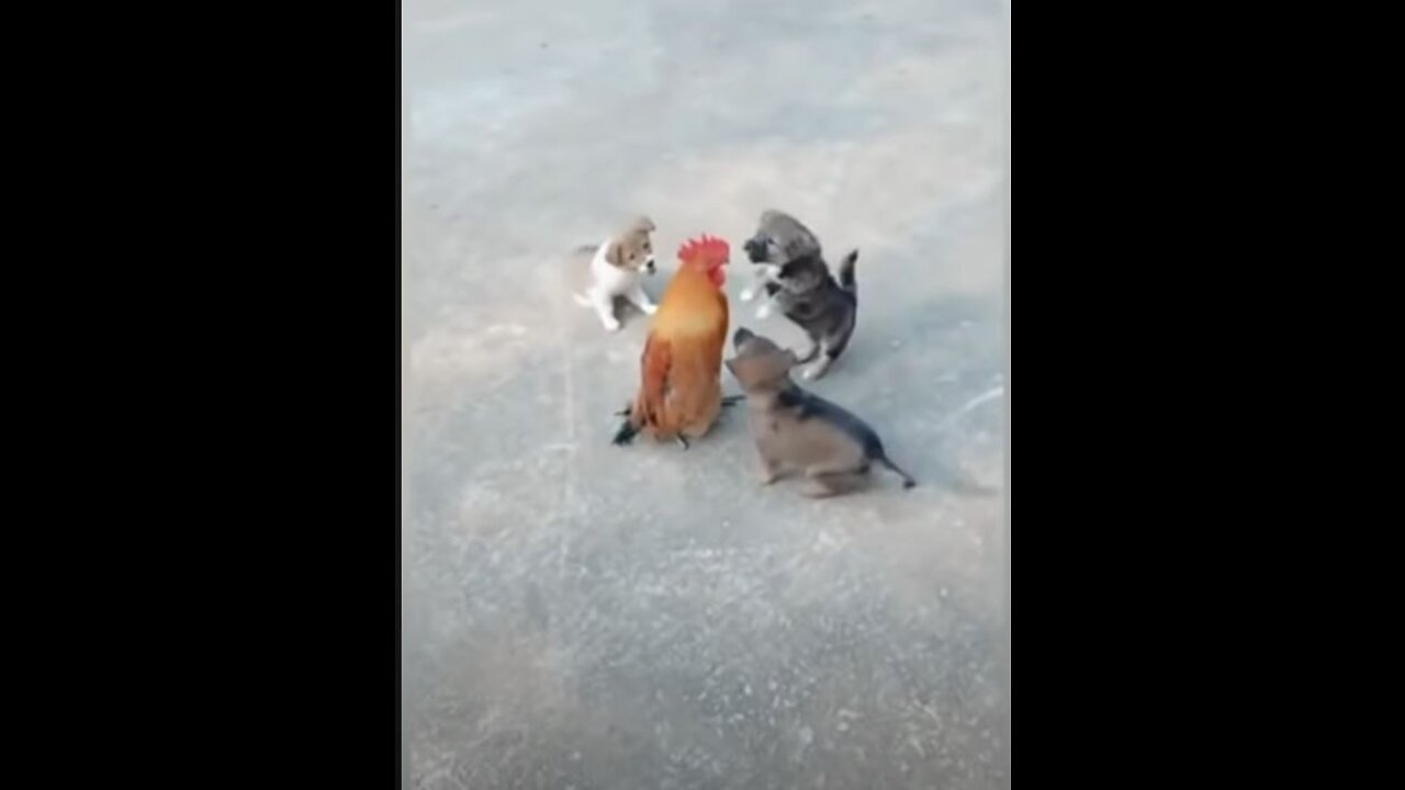 Funny Chicken VS Dog Fight