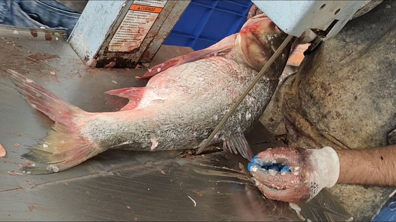 Giant Bridget Fish Cutting Skills Live In Fish Market l Amazing Fish Cutting Skills