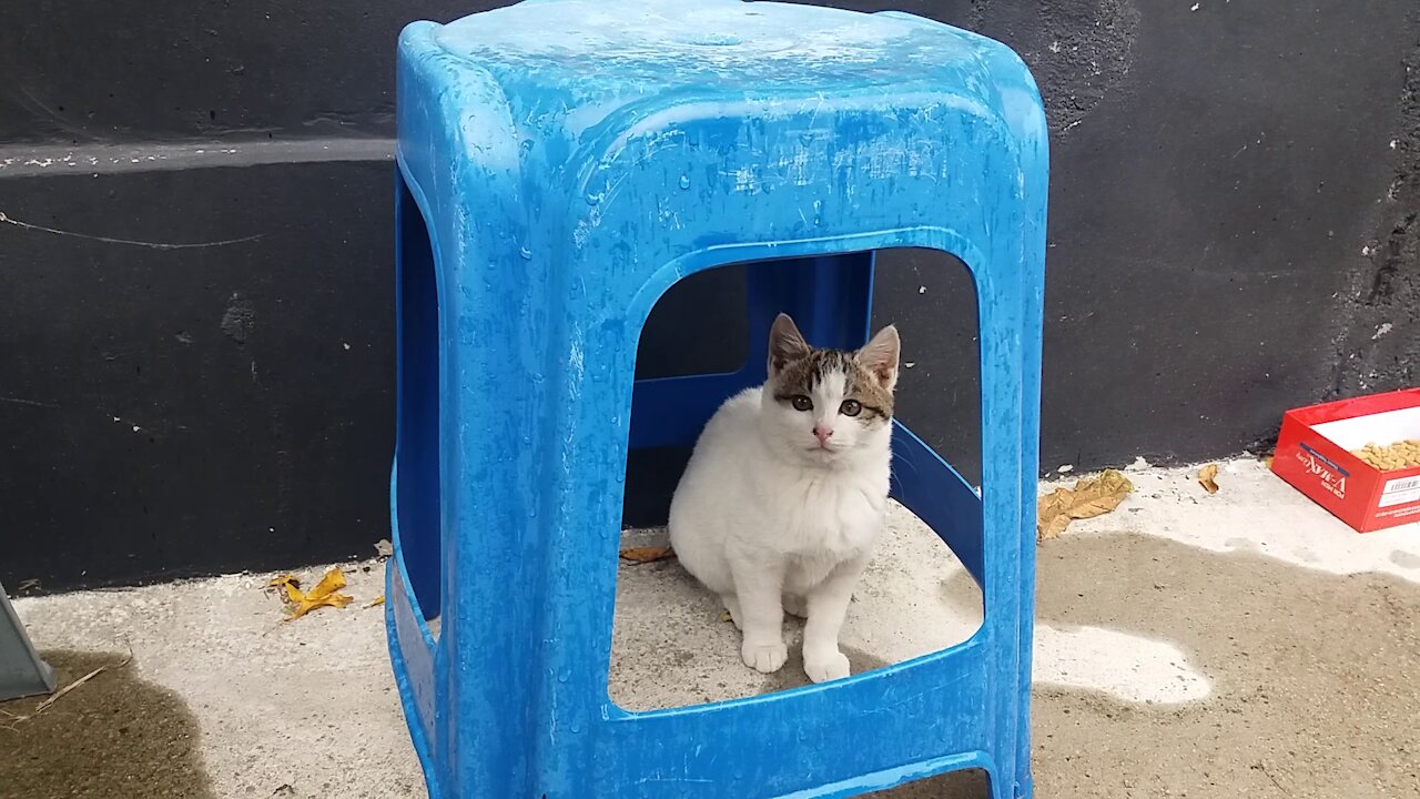 A cat that likes the yard even on rainy days.(68day old cat - part2)