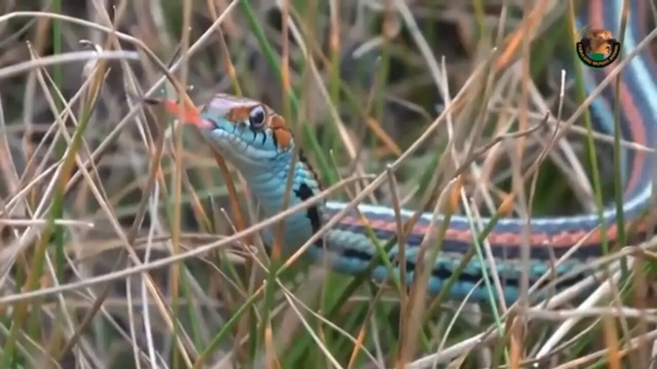 TOP 10 SERPENTES RARAS ENCONTRADA NO MUNDO / FABULOSO MUNDO ANIMAL