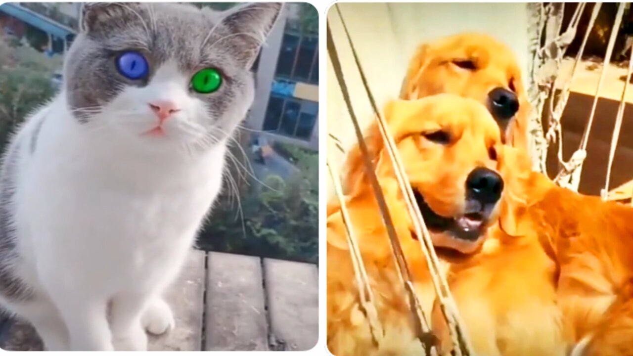 cat with your eye colorful and the dogs descançando at network