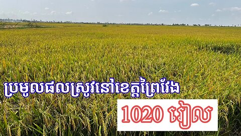 ការប្រមូលផលស្រូវនៅខេត្តព្រៃវែង_Harvesting rice in Cambodia ,Prey Veng