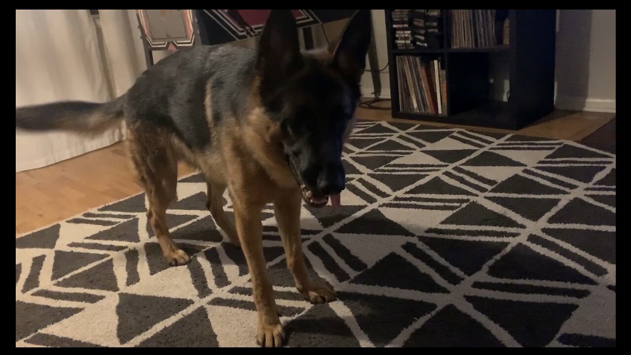 Cute German Shepard Has Way Too Much Energy