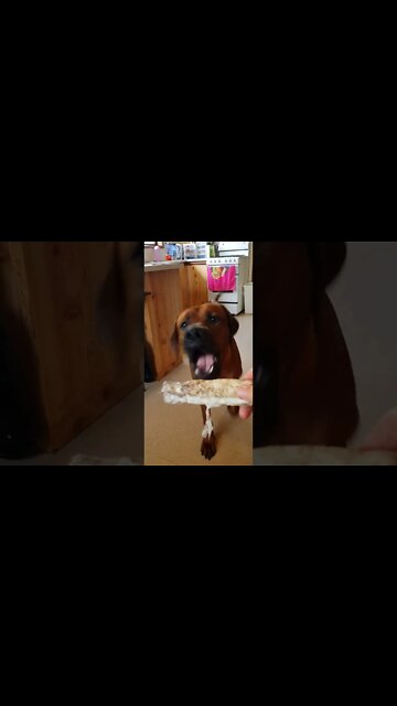 Rhodesian Ridgeback Carefully Takes An Offered Chew