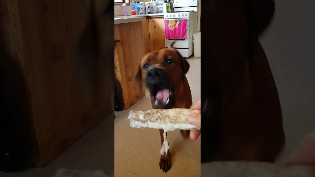 Rhodesian Ridgeback Carefully Takes An Offered Chew