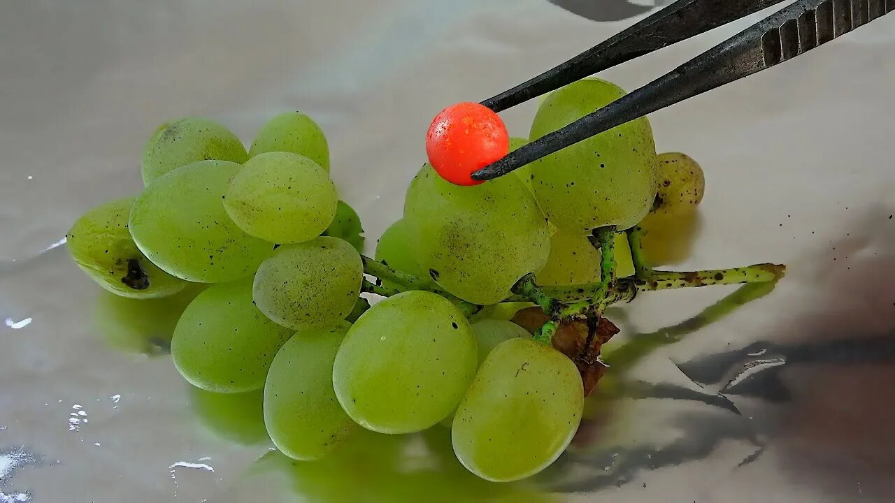 E SE UMA BOLA DIVIDIDA É COLOCADA NAS UVAS